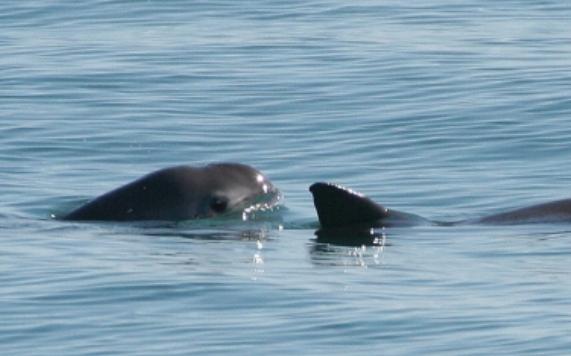Continúan expediciones en Alto Golfo de California para salvar vaquita