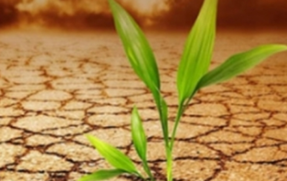 ONU premia a 19 iniciativas de solución al cambio climático