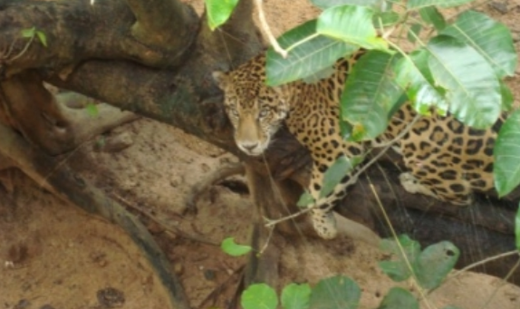 Autoridades detectan un jaguar en Área Natural Protegida de Chihuahua