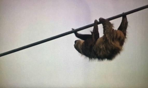 Salvan a oso perezoso de morir electrocutado en Colombia