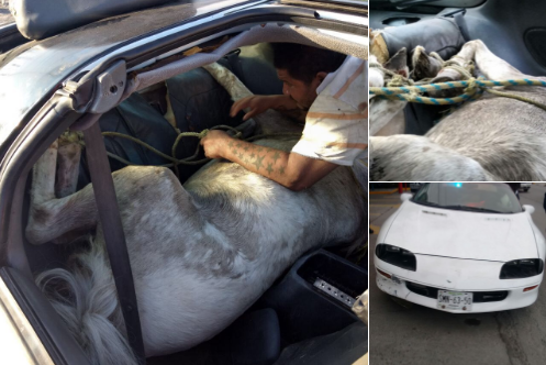 Meten a caballo en auto en Nuevo León