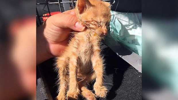 Rescatan a más de 60 gatos de ‘refugio’ en Cancún