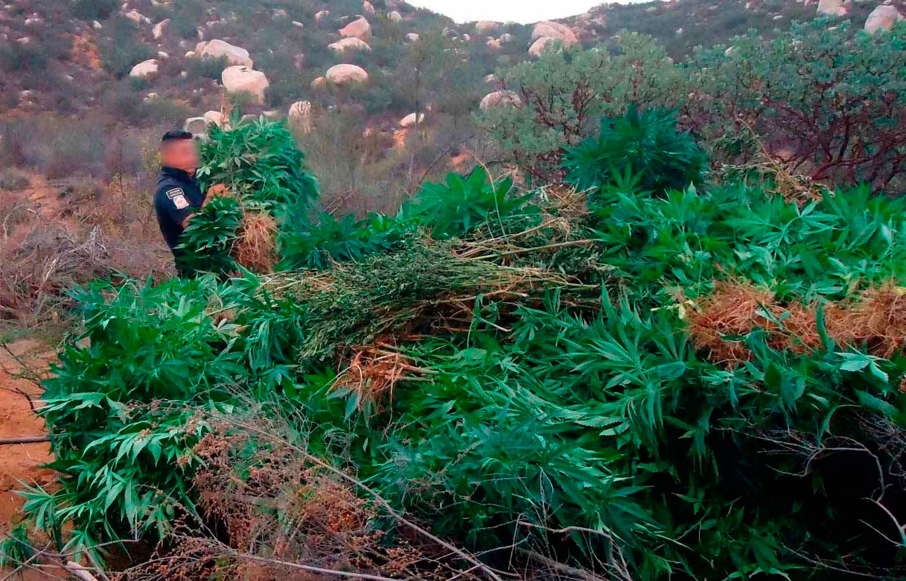 Destruyen más de 155 mil plantas de mariguana en Tequila, Jalisco