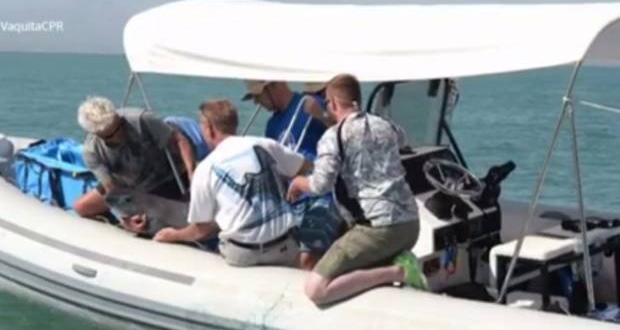 Logran capturar por primera vez a una vaquita marina viva