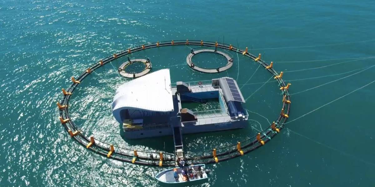 Listo ‘El Nido’ de las vaquitas marinas