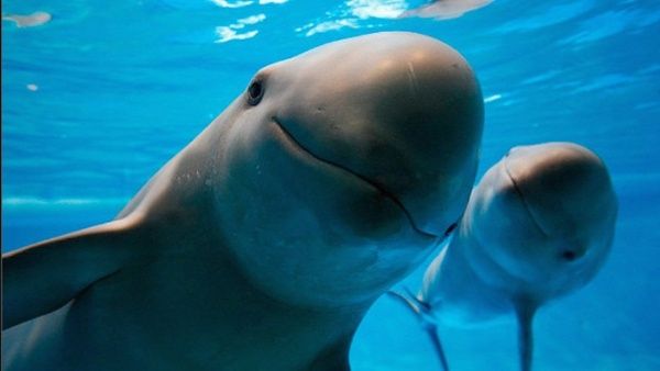 Sí hay vaquitas marinas en México, pero sólo 30