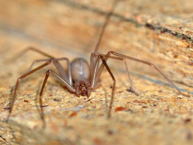 Andrey, el bebé mordido por araña violinista, murió en Chiapas