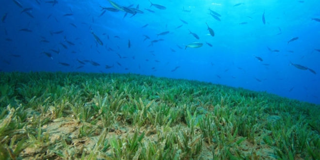 Ecosistemas de carbono azul, grandes aliados contra el cambio climático