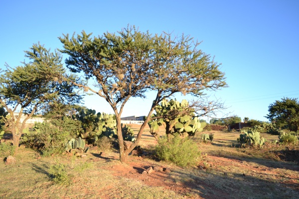 Tras regresar de la escuela niño de 10 años se cuelga de un árbol en Zacatecas