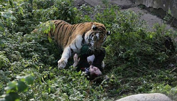 Tigre ataca a cuidadora de zoológico en Rusia