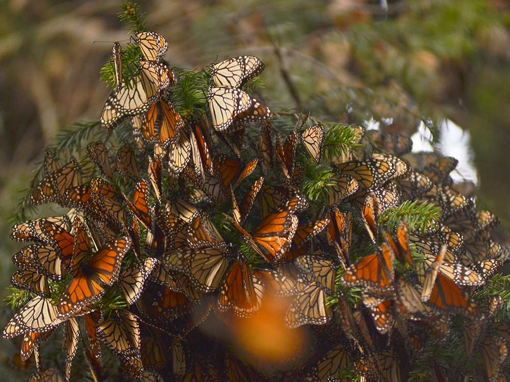 En Día de Muertos llega la Mariposa Monarca a México