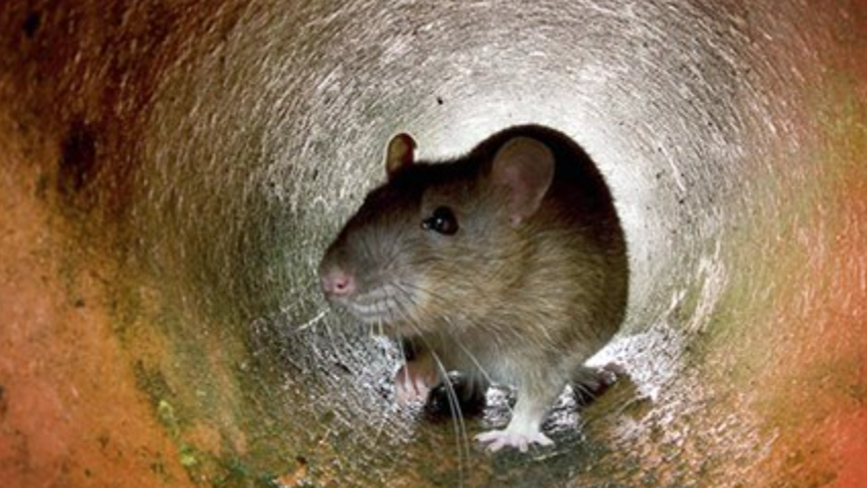 Reportan seis niños mordidos por ratas en un edificio en Miami