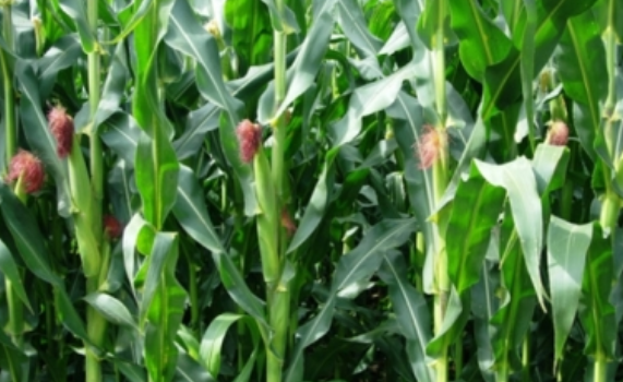 Diconsa baja a 4.50 pesos el precio del kilo de maíz en todo el país