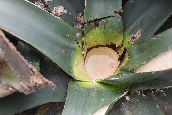 Destacan atributos de miel de pulque