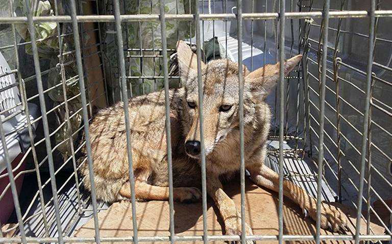 Animales silvestres rescatados en Hidalgo son reintegrados a su hábitat