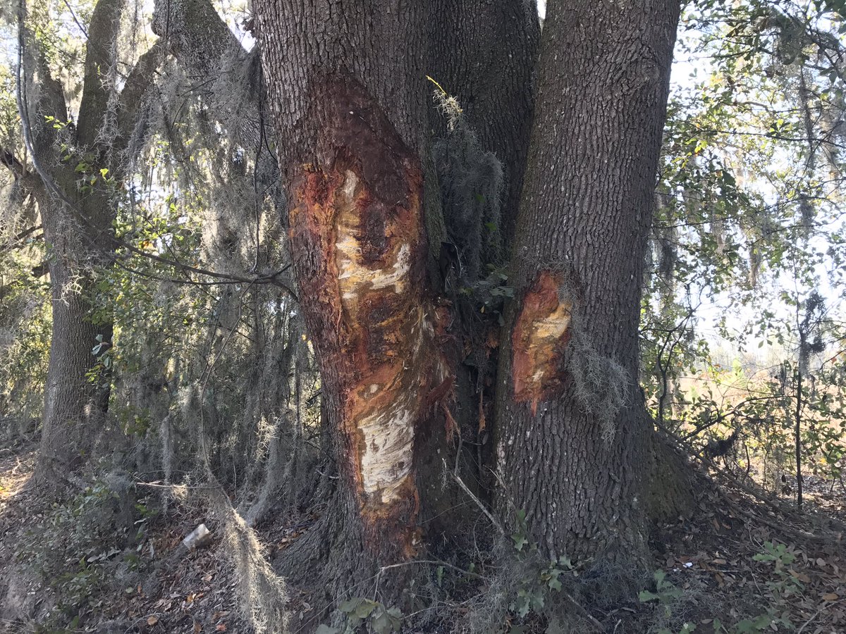 Autobús con 22 niños choca contra árbol, una menor murió
