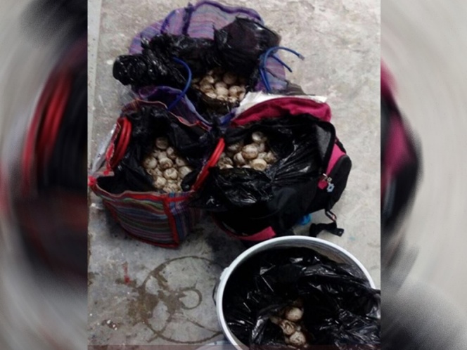 Incinera Profepa mil 823 huevos de tortuga golfina en Guerrero