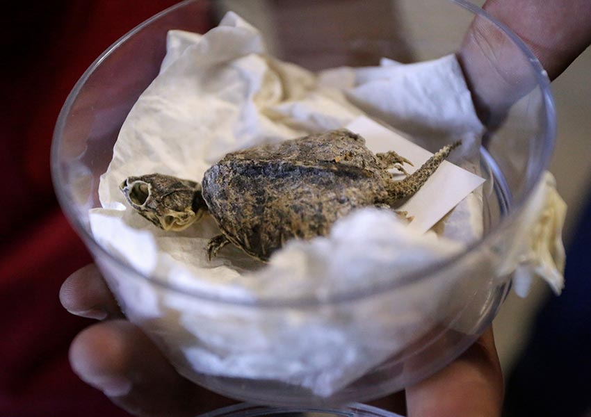 Hallan en Coahuila fósil de tortuga de 65 millones de años