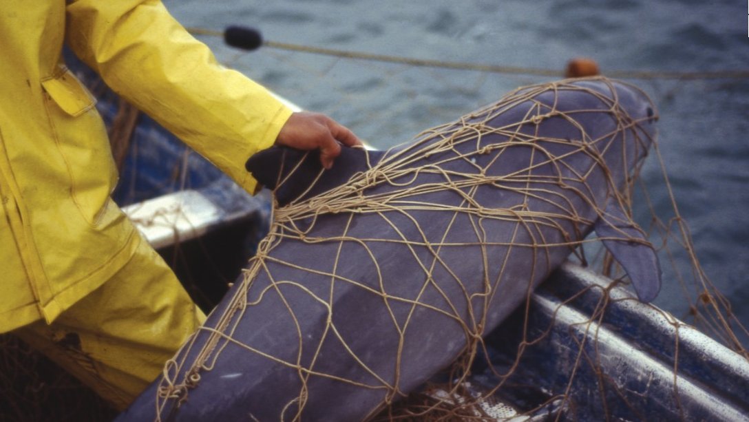 Vaquita marina: el negocio detrás de la extinción