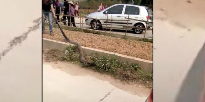 (VIDEO): Cobra gigante detiene el tránsito en Vietnam