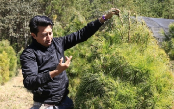 Invita la Conafor a reciclar el árbol de Navidad