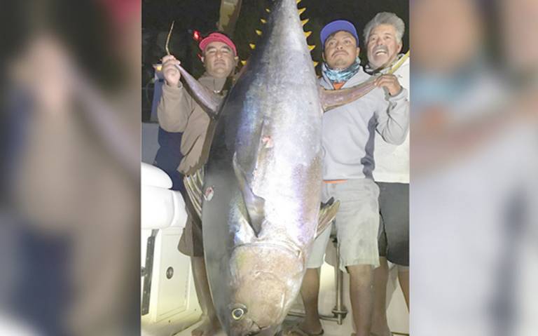 Pescadores capturan atunes gigantes en Baja California Sur