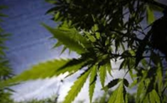 Listo reglamento para vender productos de marihuana en México: Cofepris