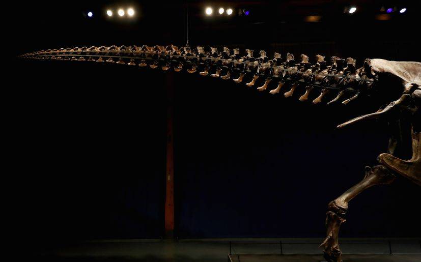 Subastarán cola de dinosaurio para reconstruir escuelas