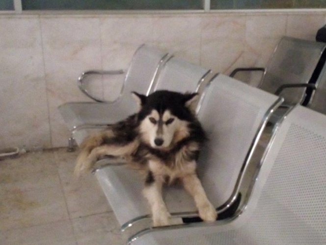 Este perro es el ‘Hachiko mexicano’; espera a su amo en un hospital