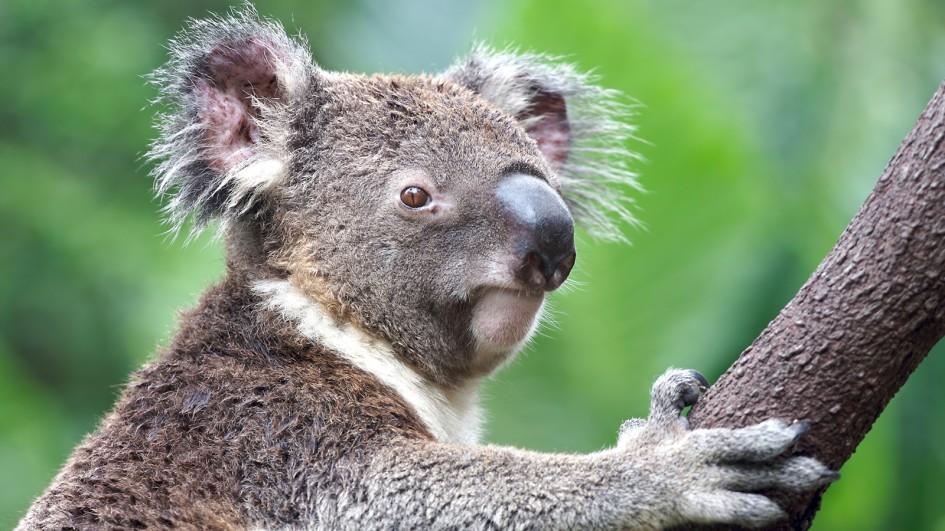 Indigna hallazgo de koala atornillado a poste