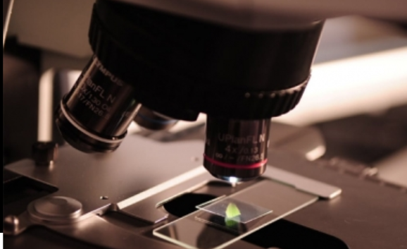 Investigadores detectan proteína que puede ser útil para la fertilidad