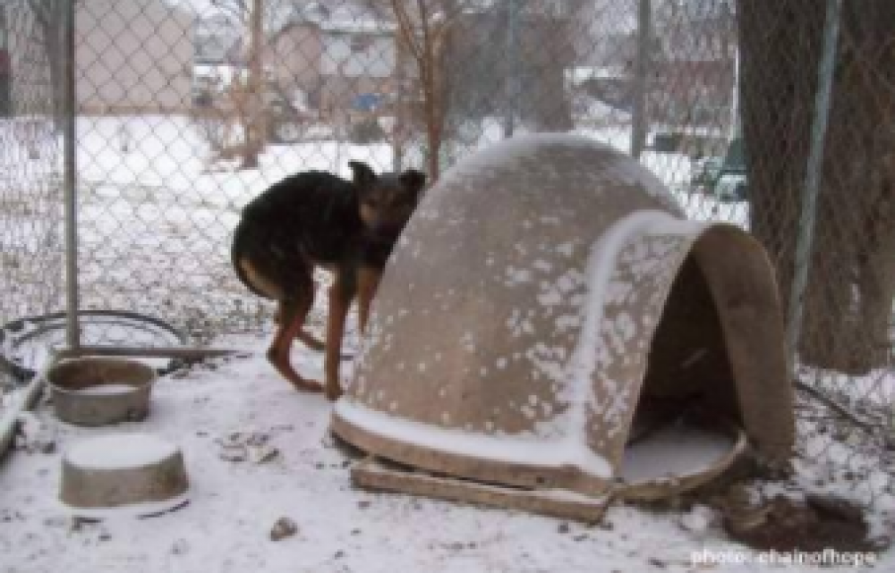 Mascotas mueren congeladas en Estados Unidos