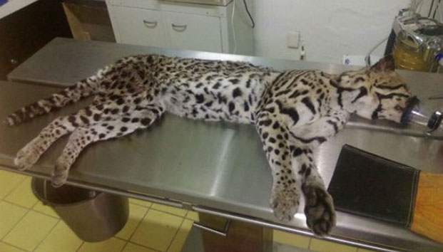 Matan a ocelote en Colima, especie en peligro de extinción