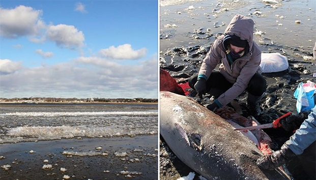 Aparecen tiburones congelados en costa de EU