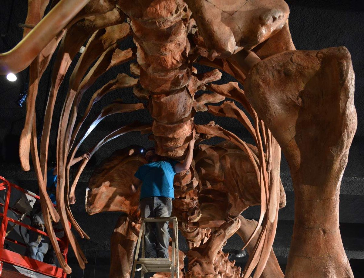 Descubren en Siberia una nueva especie de titanosaurio