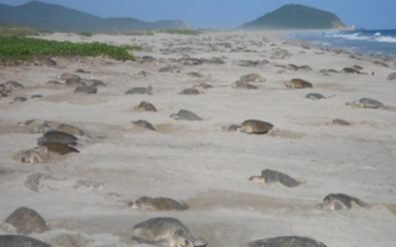 Puerto Morelos busca proteger más 2 mil nidos de tortuga marina este año
