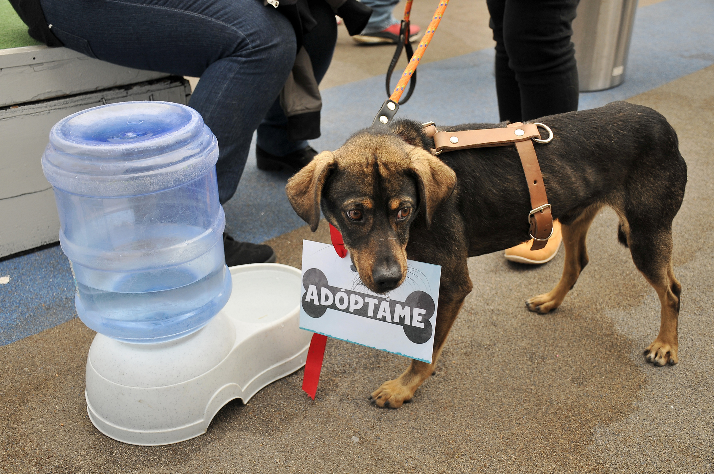 México, país con mayor población canina de América Latina