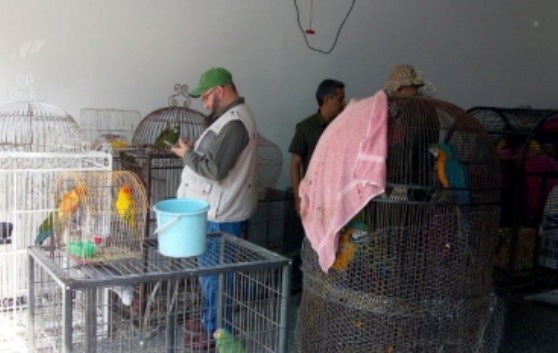 Autoridad ambiental asegura 30 aves exóticas en Nuevo León