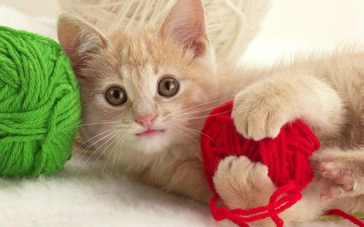 Felicita a tu gato, hoy es su día