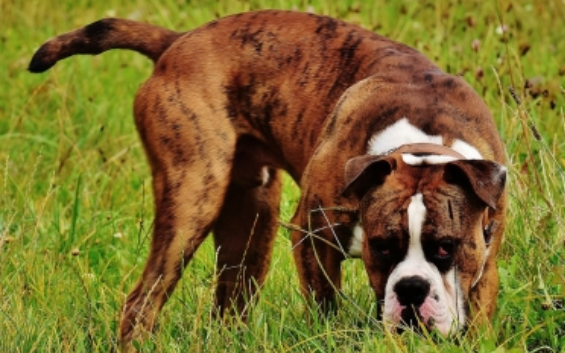 Moquillo podría tratarse con medicamento con nanopartículas