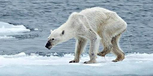 Cambio climático amenaza la supervivencia de los osos polares