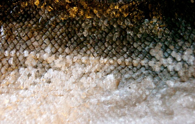 Científicos mexicanos fabrican productos con piel de pescado