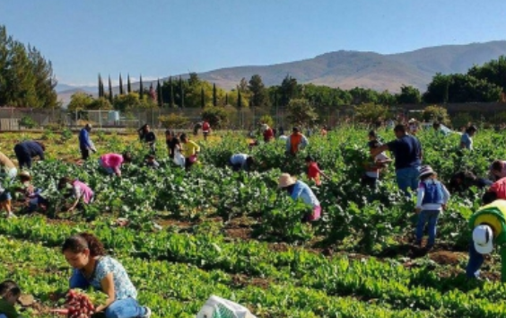 Piden reconocer bono de productividad de las mujeres en el campo