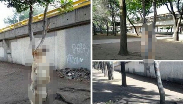 Indigna muerte de perrito que ahorcaron en un árbol