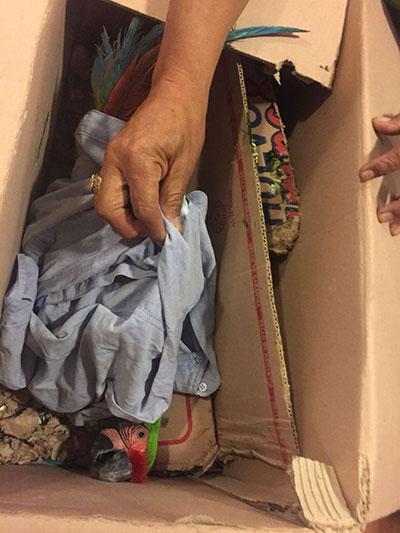 Aseguran cargamento con 10 guacamayas verdes en Edomex