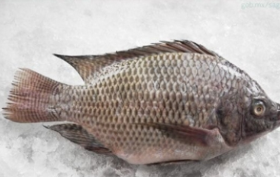 Escamas de pescado, alternativa para sustituir plásticos en envasado de productos