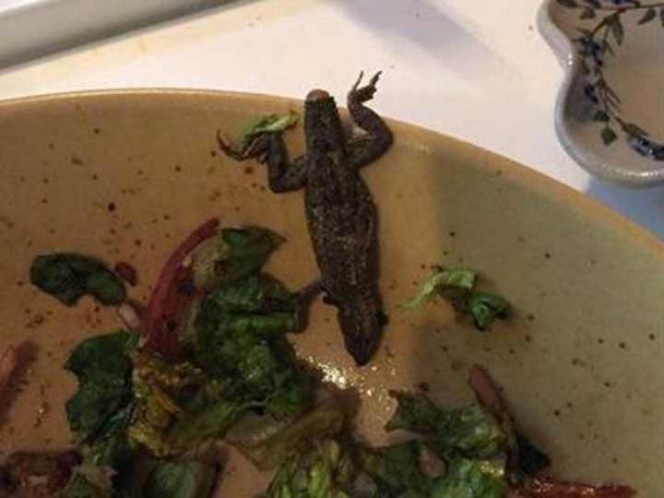 Mujer encuentra lagartija en paquete de lechuga pre-lavada