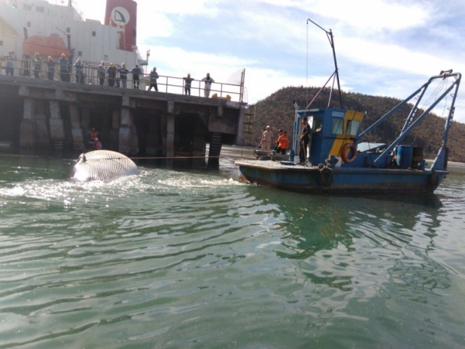 ‘Orcas asesinas’ matan a ballena; es hallada en muelle de Sonora