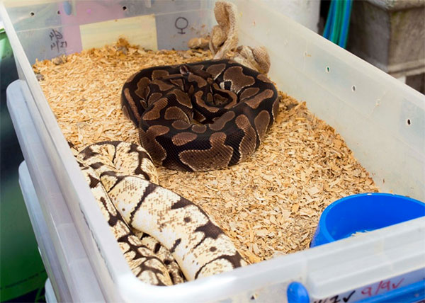 Incautan 219 serpientes exóticas en un departamento