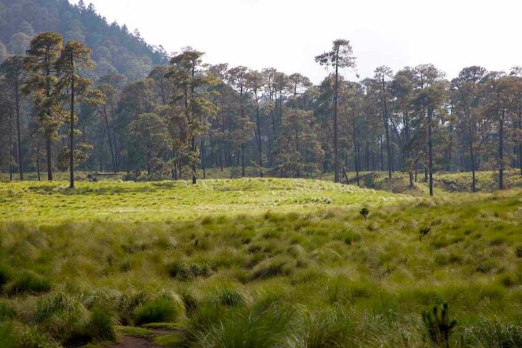 México actualiza medidas para prevenir plagas en los bosques